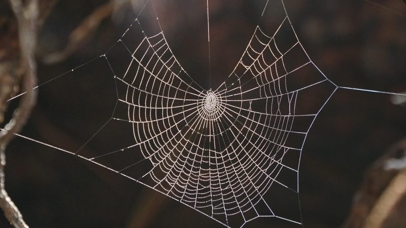 珍爱网注册与实名认证全流程 配图