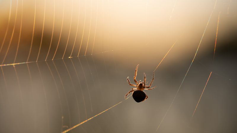珍爱网注册与实名认证全流程 配图